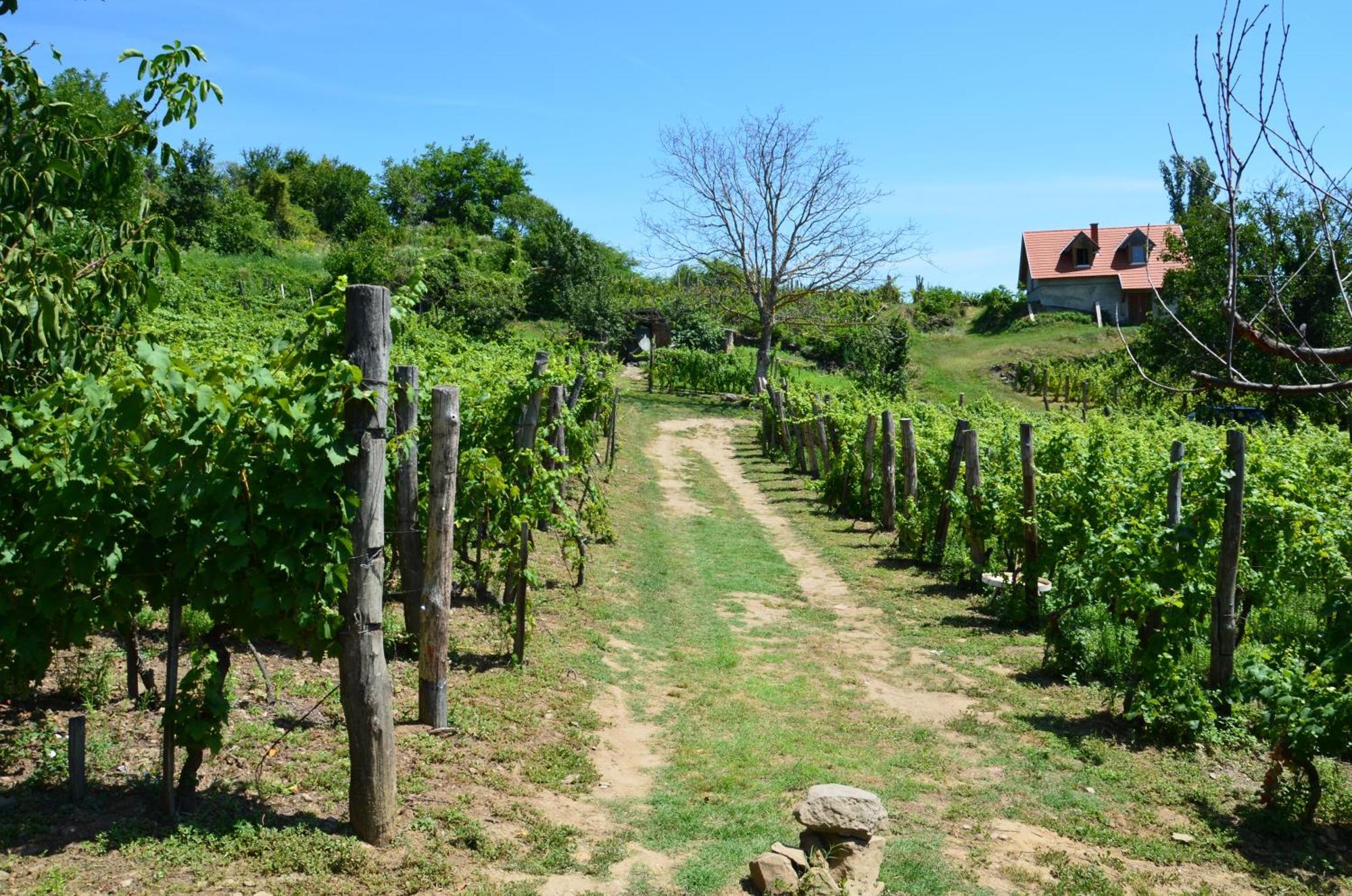 Grand Cru 3. Vendeghaz Villa Hegymagas Exteriör bild